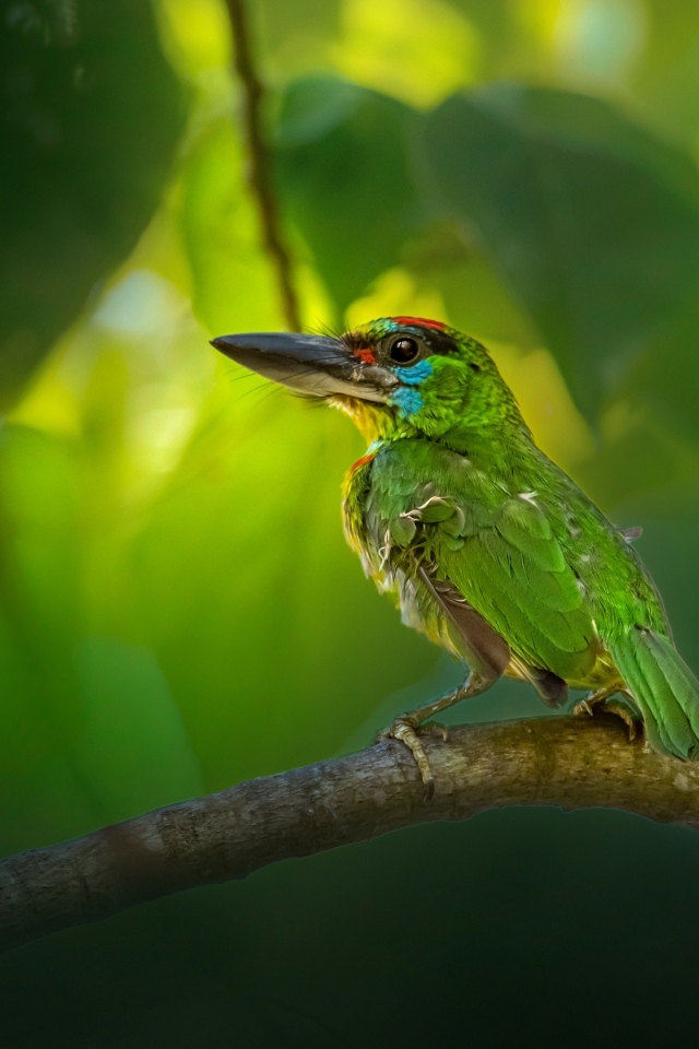 Маленький краснозобый барбет сидит на ветке 