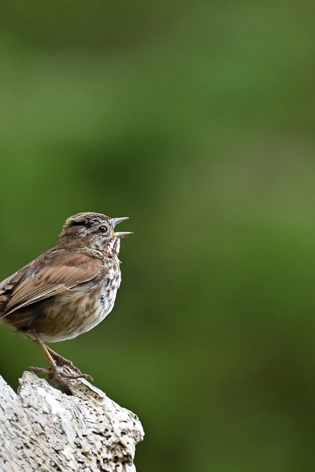 Маленький воробей на коряге крупным планом