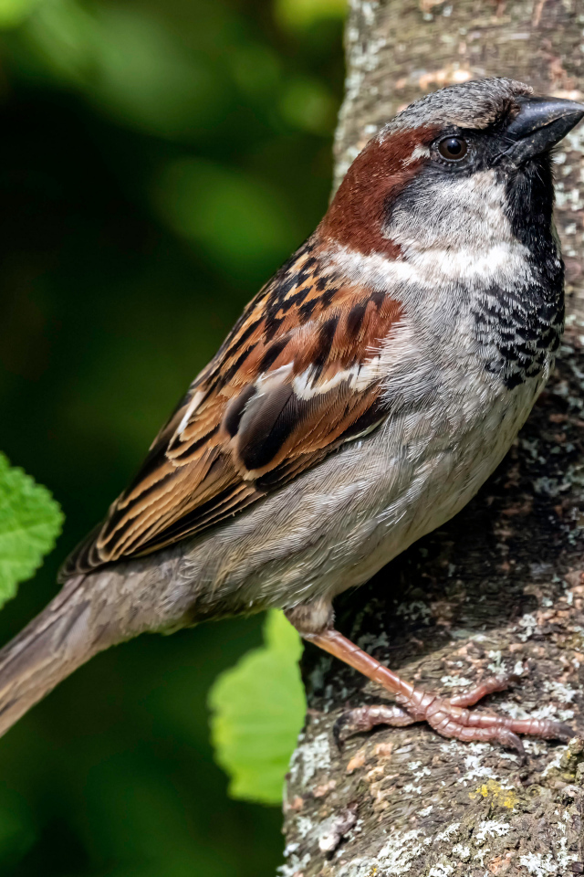 Маленький воробей сидит на дереве