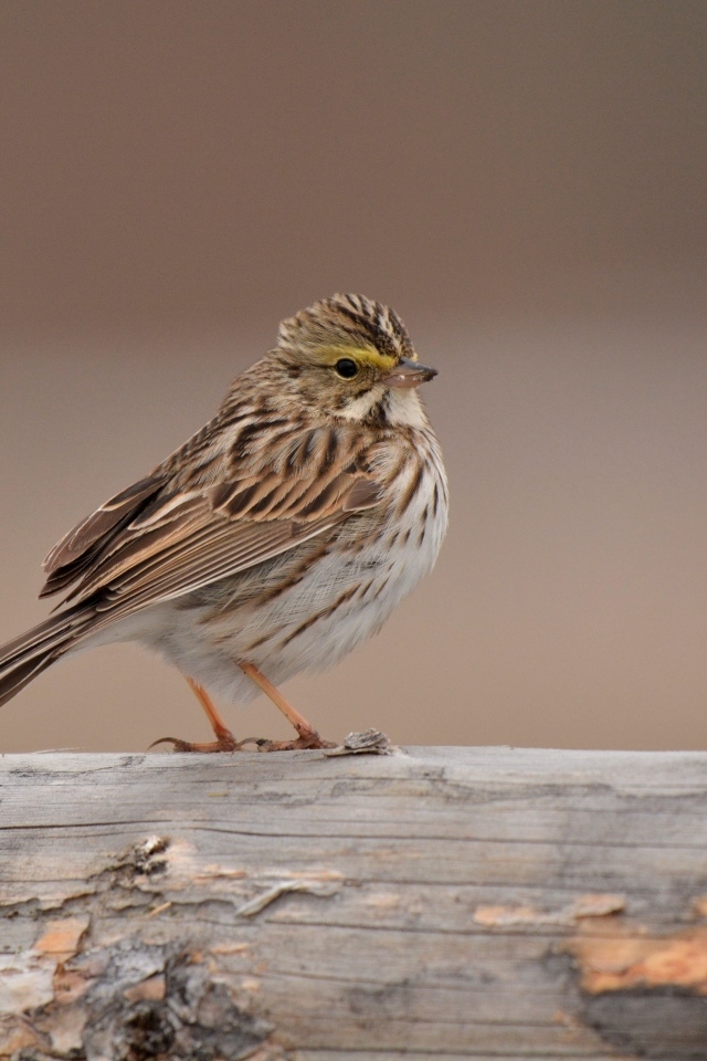 Маленький воробей сидит на столбе
