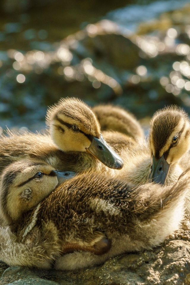 Маленькие птенцы лебедя на берегу