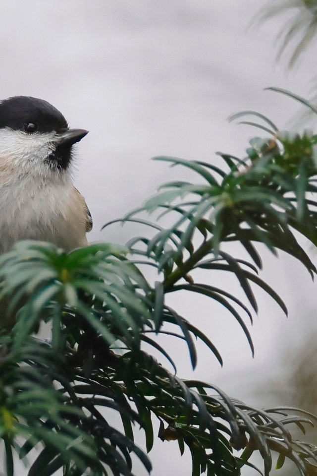 Маленькая синица сидит на ветке