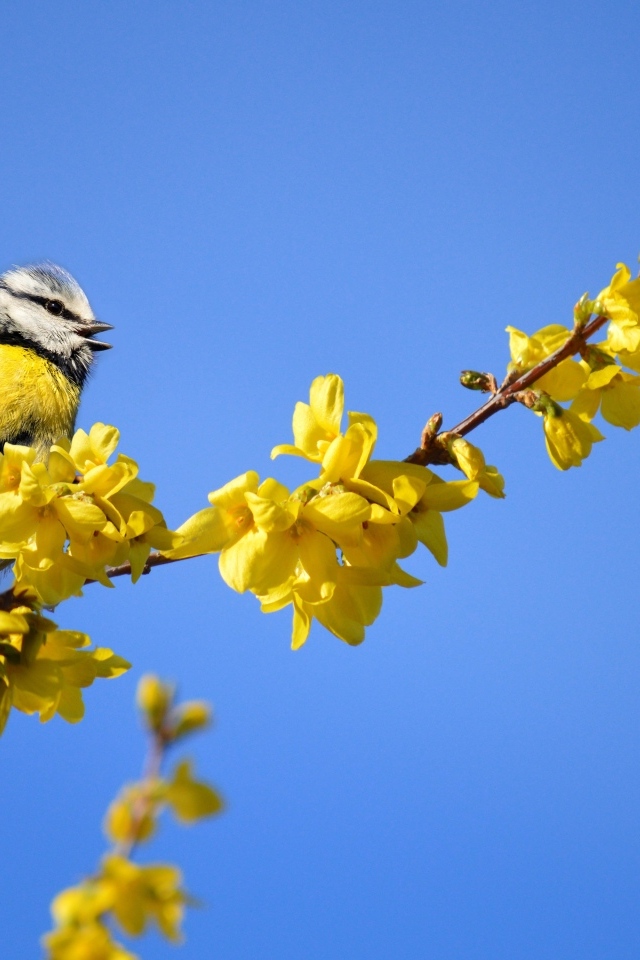 Маленькая синица сидит на ветке с желтыми цветами