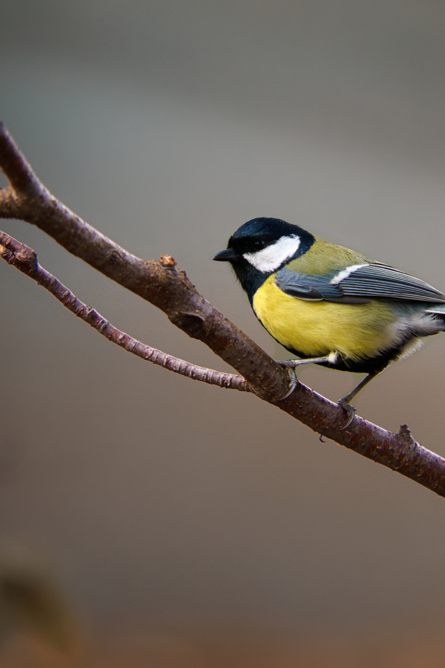 Маленькая синица сидит на ветке дерева 