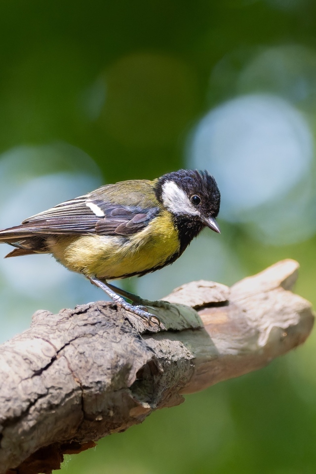 Маленькая синица сидит на ветке дерева