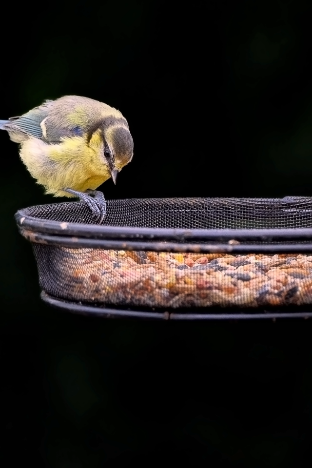 Маленькая синичка ест корм с кормушки