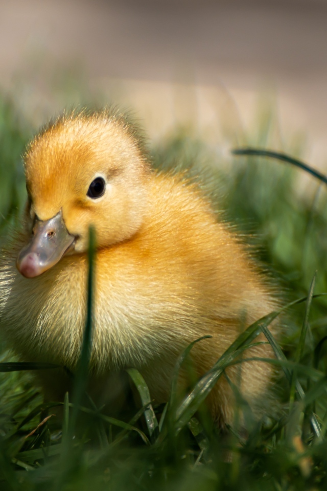 Маленький желтый утенок в зеленой траве 