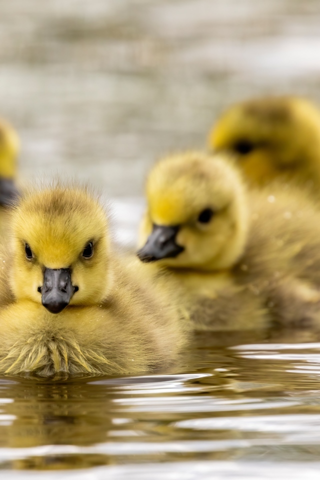 Маленькие желтые гусята в воде 