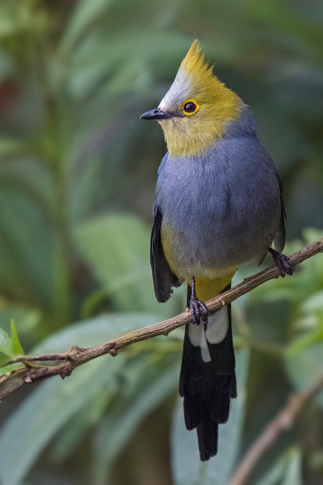 Длиннохвостый шёлковый свиристель сидит на ветке