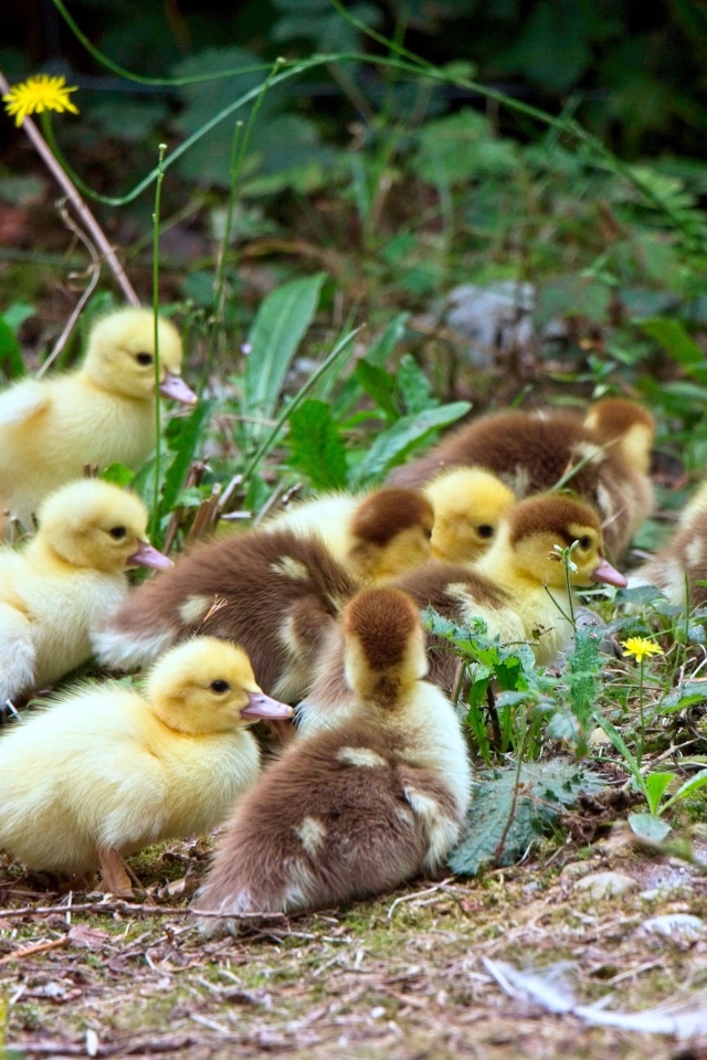 Много маленьких милых утят
