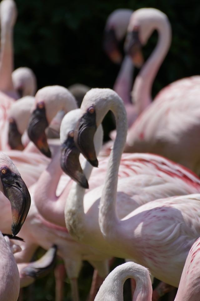 Много птиц розовый фламинго крупным планом