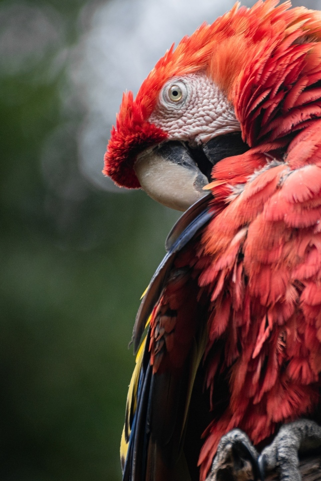 Попугай ара чистит перья
