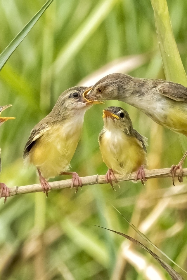 Мама кормит птенцов в камышах