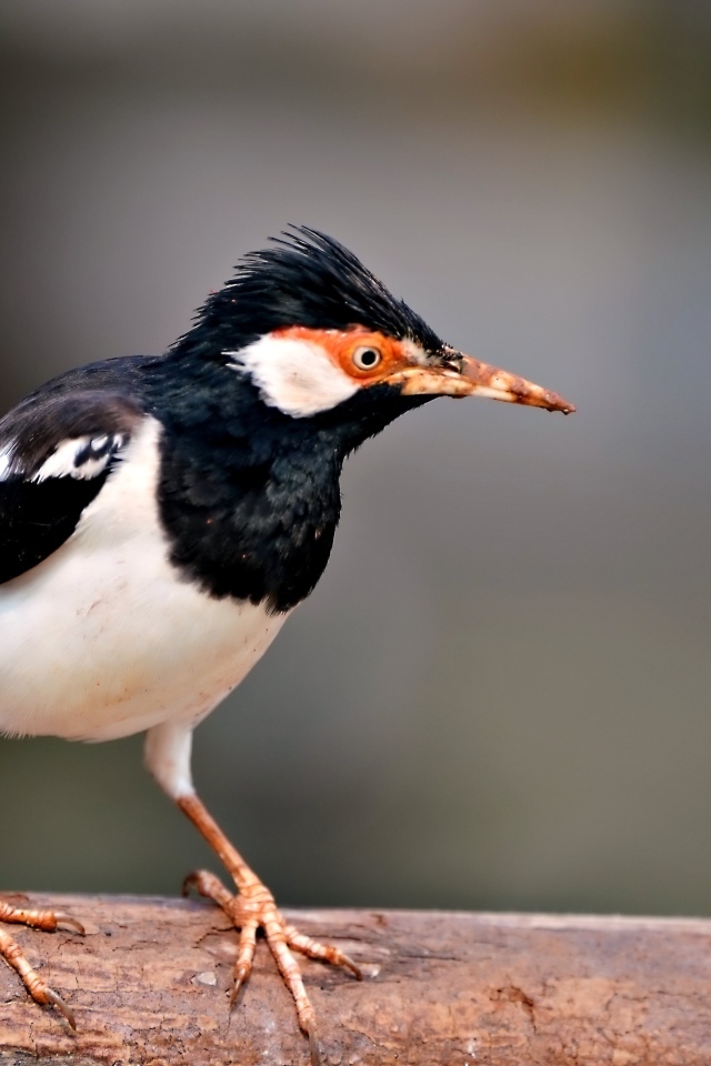 Птица Майна сидит на ветке 