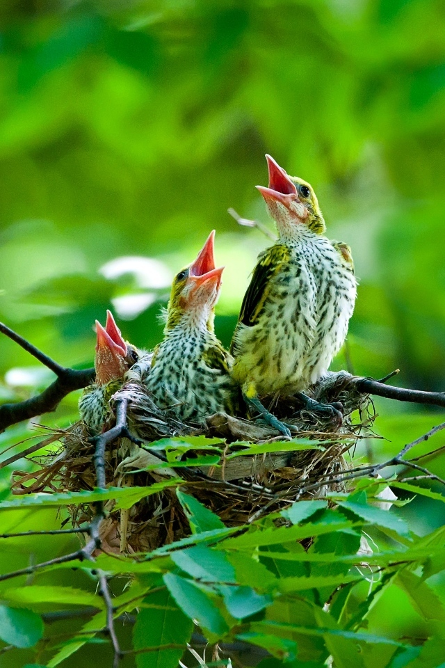 Птенцы иволги в гнезде
