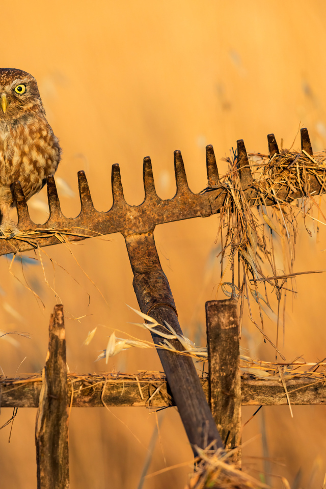 Сова сидит на граблях в лучах солнца
