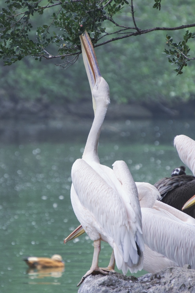 Пеликаны пьют воду сидя на камне