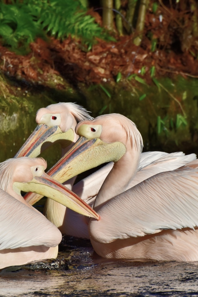 Пеликаны сидят в воде