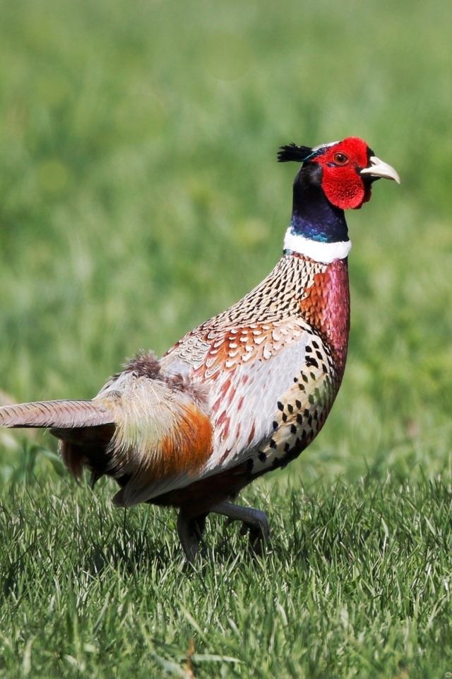 Фазан гуляет по зеленой траве