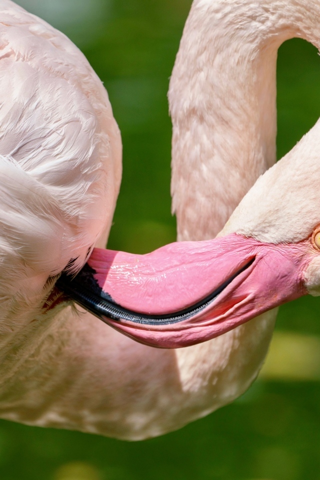 Розовый фламинго чистит перья клювом