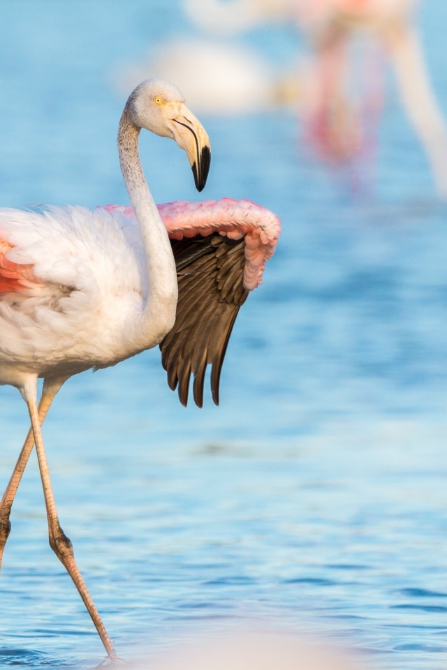 Розовый фламинго расправил крылья в воде