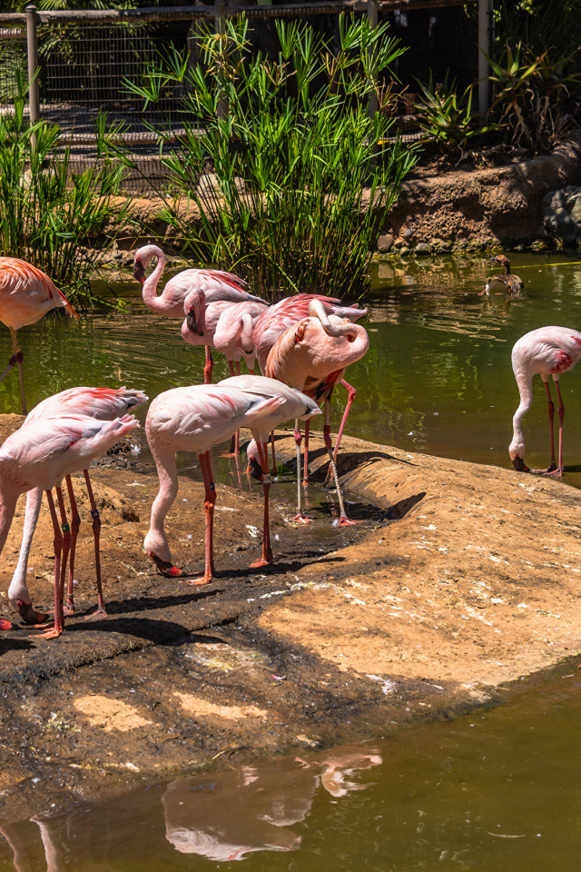 Розовые фламинго в зоопарке у пруда