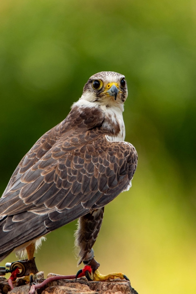 Хищный сокол охотится на камне