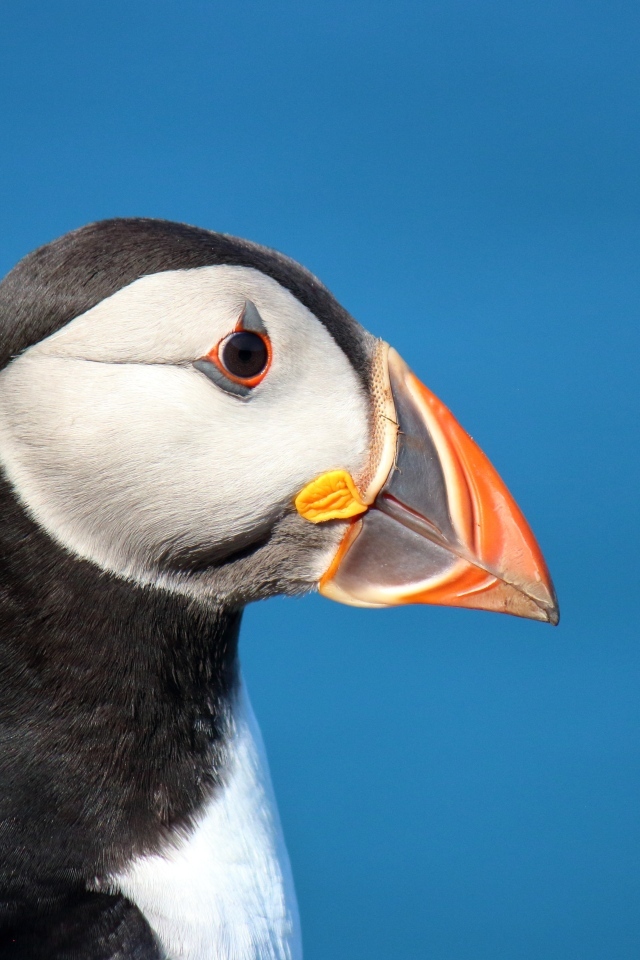 Голова тупика на голубом фоне 