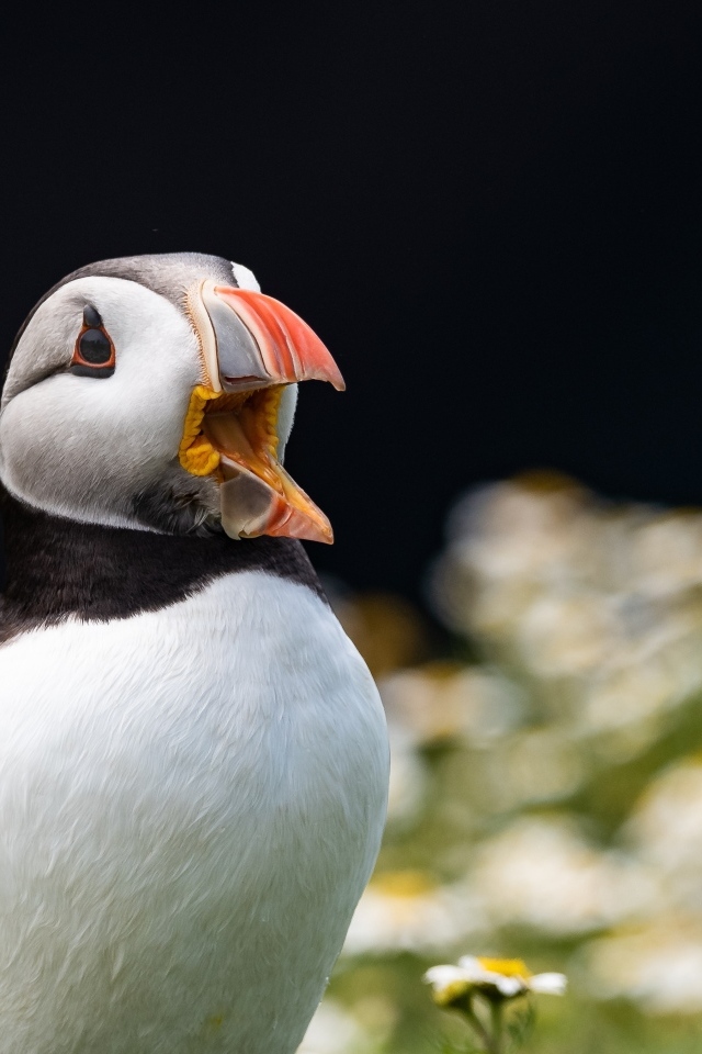 Тупик с открытым клювом в цветах 