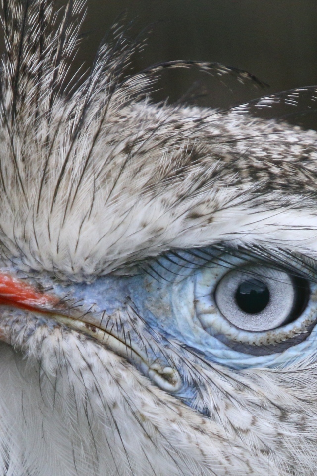 Хохлатая кариама с красным клювом