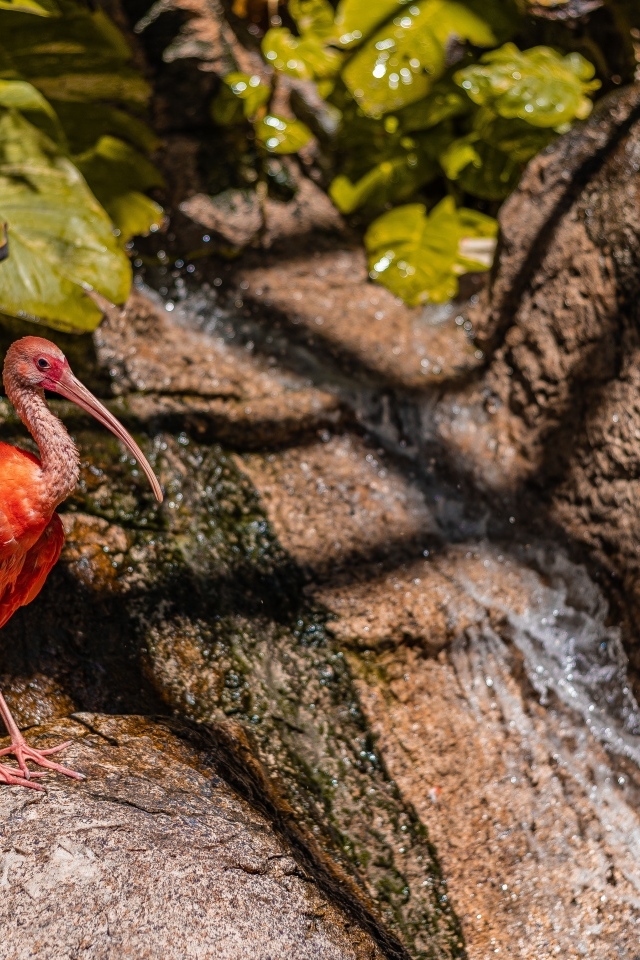 Красная птица ибис стоит на камне у водопада