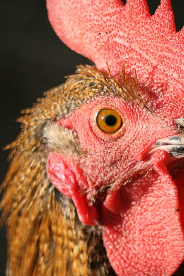 Голова петуха с красным гребнем