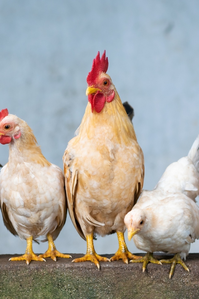 Петухи с курицами на ферме 