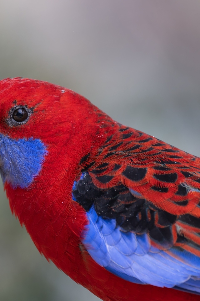 Разноцветный попугай розелла