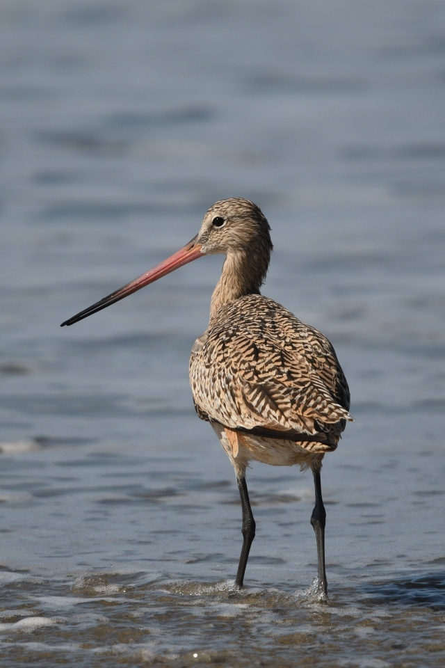 Птица кулик охотится  в воде