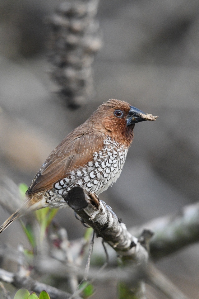 Птица чешуйчатая муниа сидит на ветке