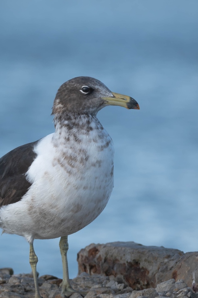 Чайка сидит на камне у моря