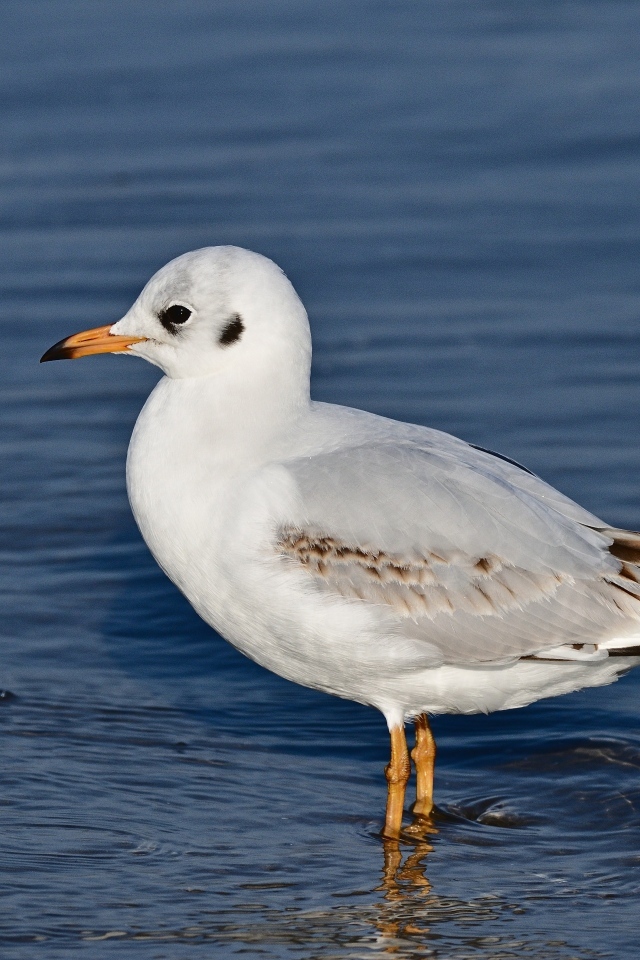 Чайка стоит в воде