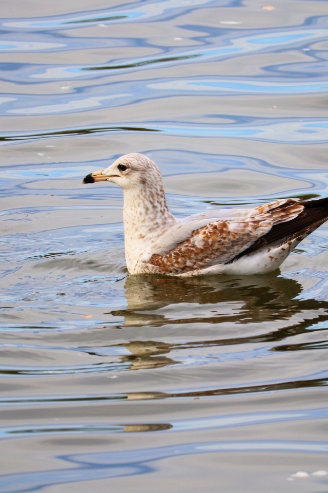 Чайка плавает в воде 