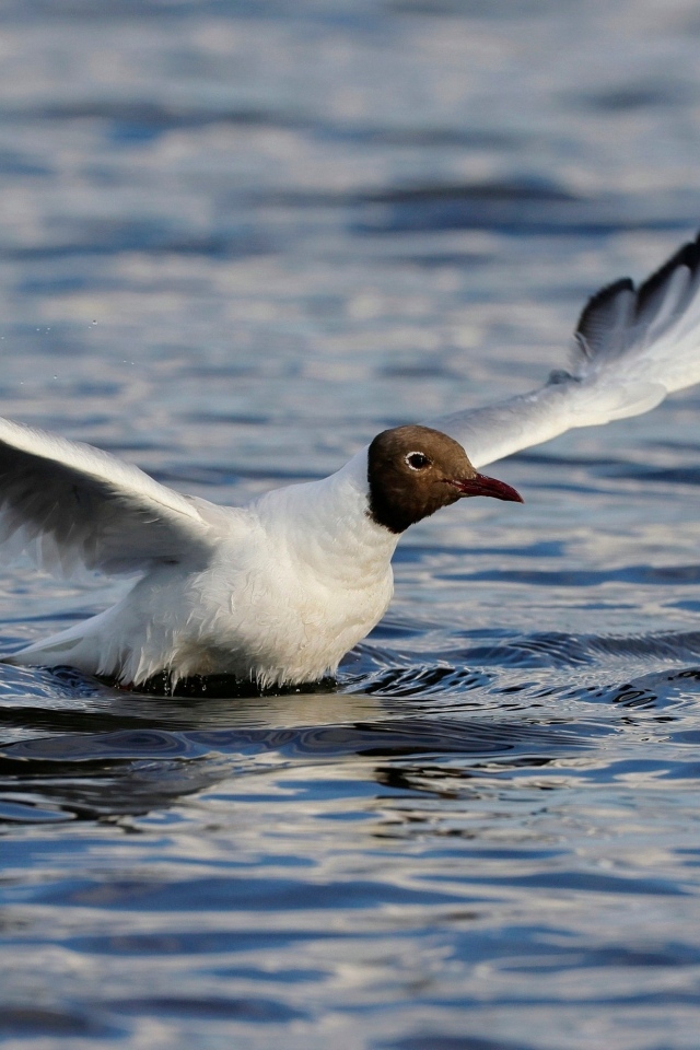 Чайка с расправленными крыльями в воде
