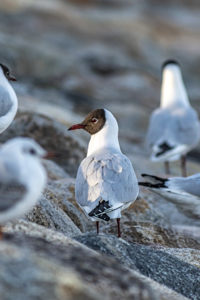 Чайки отдыхают на камнях у моря