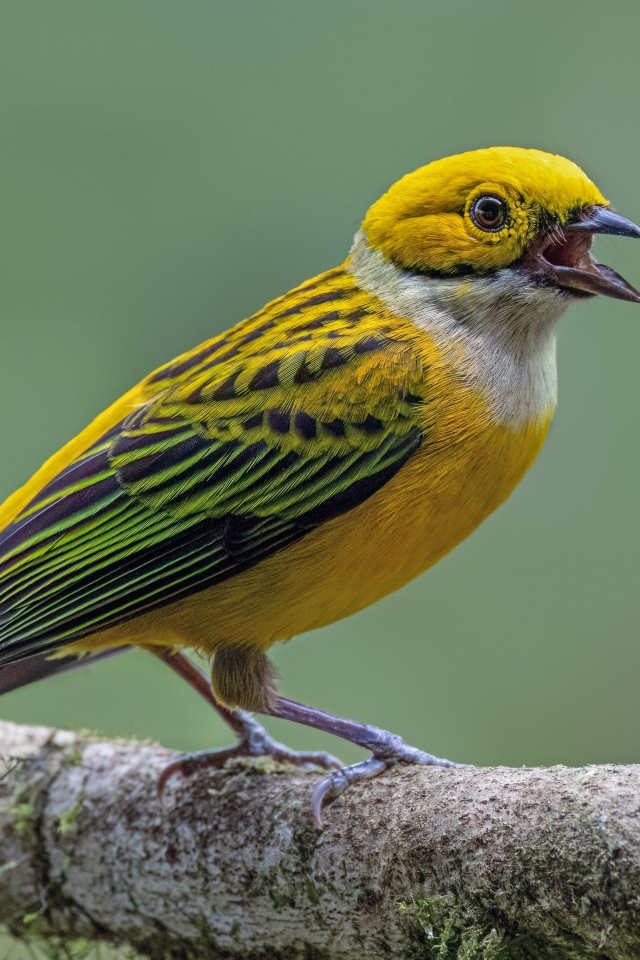 Серебряногорлая танагра сидит на ветке