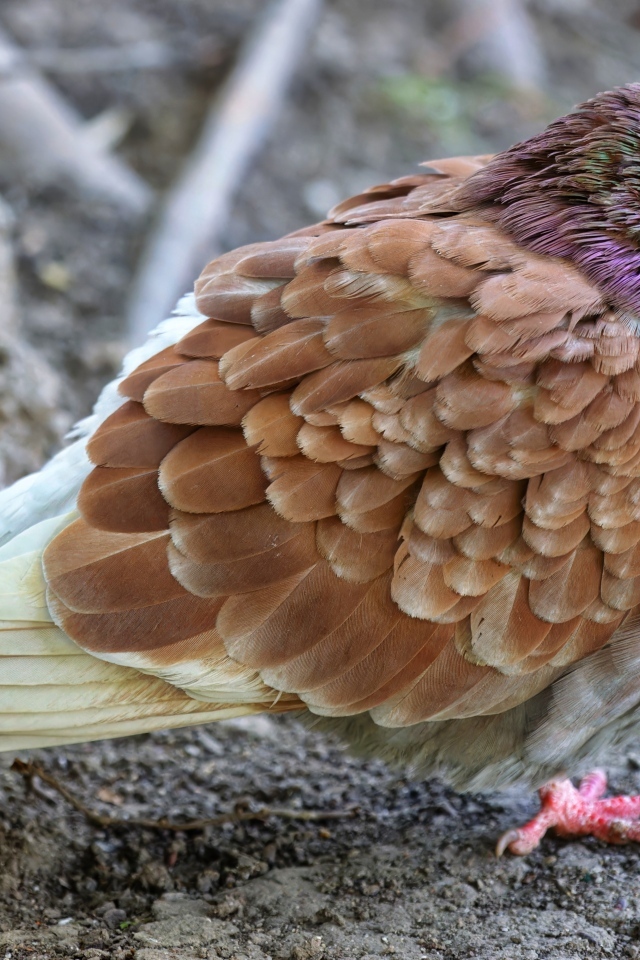 Спящий голубь на земле