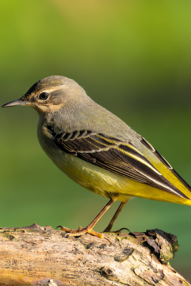 Маленькая птица Горная трясогузка сидит на сухом дереве