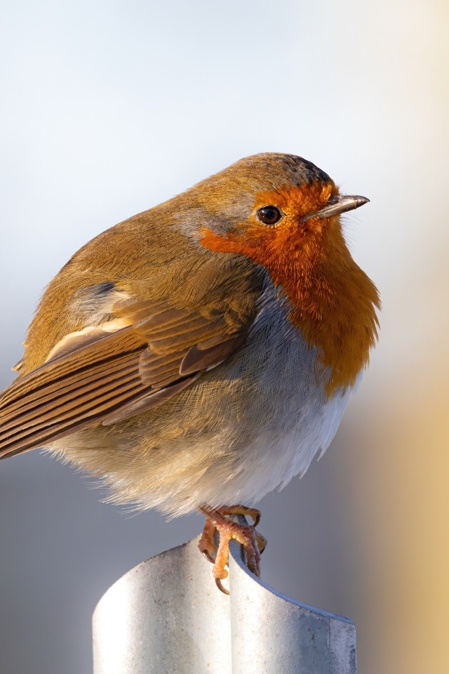 Маленькая птица Зарянка крупным планом