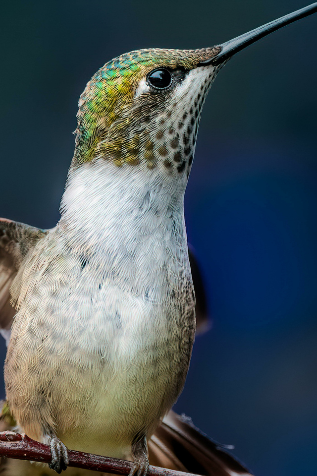 Маленькая птица колибри на ветке крупным планом