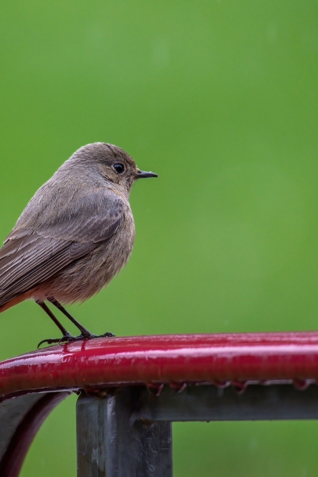 Маленькая серая птичка горихвостка  на зеленом фоне