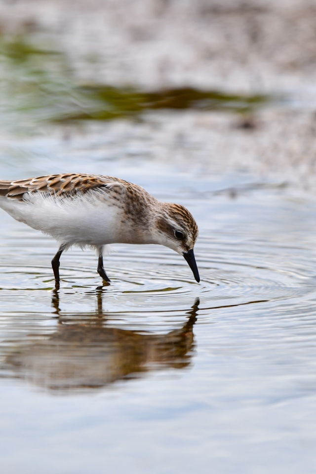 Маленький серый кулик в воде
