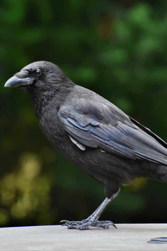 Умный черный ворон