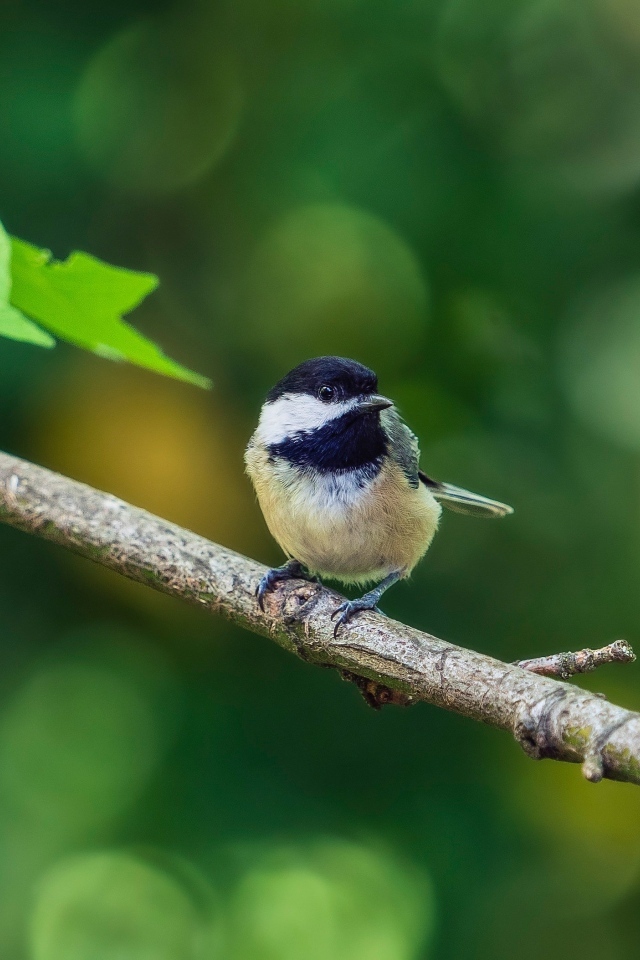 Воробей сидит на ветке дерева